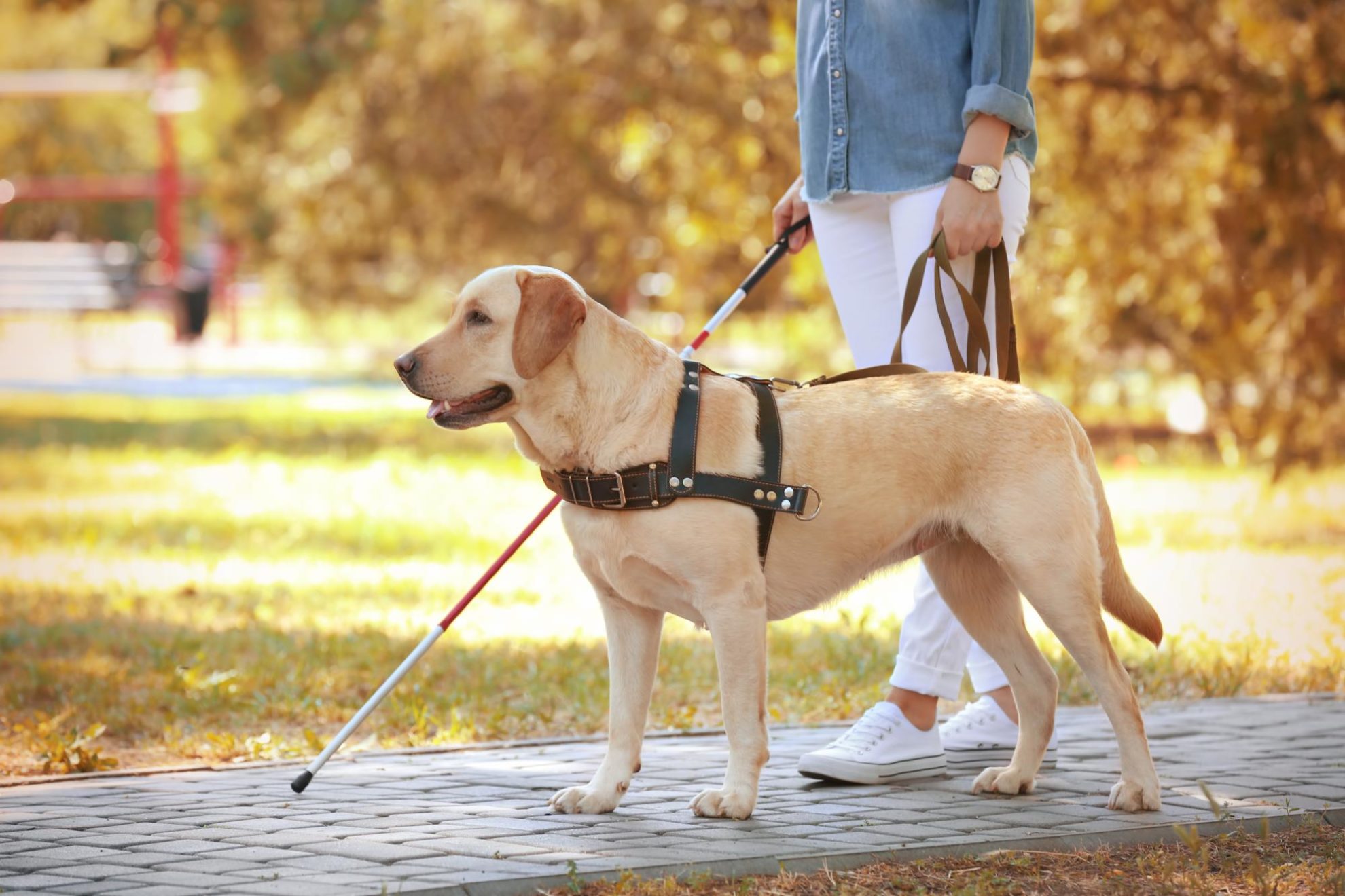 How Long Do Guide Dogs Live